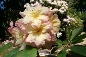 R. Rod's Surprize (R. Fred Wyniatt x R. King of Shrubs) Hybridised by Rodney Wilson