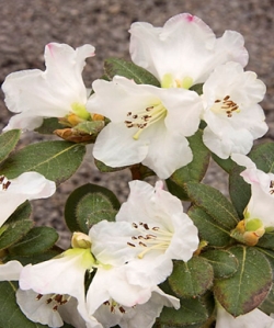 R. Alpine Meadow