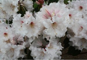 R. "Barnsdale Pink"