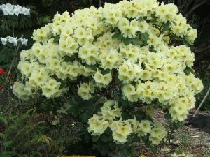 R. 'Ben Moi Bessie' (R. 'Lemon Lodge' x R. campylocarpum) Hybridised by Ian Gordon