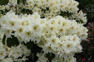 R. 'Eric's Surprise' (R. 'Scintillation' x R. 'Golden Star') Hybridised by Eric Wilson