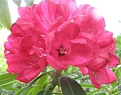 R. Ilam Cerise