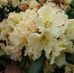 R. Kiwi Pearl