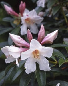 R. Kotuku