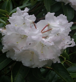 R. Lalique