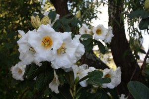 R. 'Love Song' (R. Catherine Collier x R.nuttallii 'Stellata') Hybridised by Ron Gordon