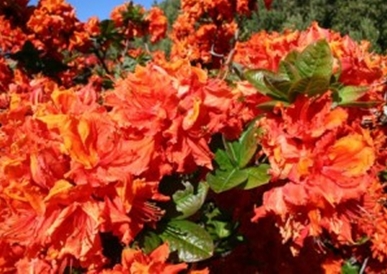 Azalea Melford Flame