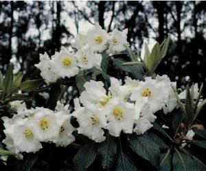 R. nuttallii