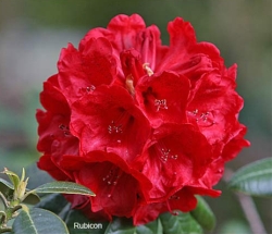 R. Rubicon