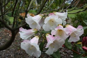 R. 'Silent Shadows' (R. 'Countess of Haddington' x R.lindleyi) Hybridised by Colin Spicer