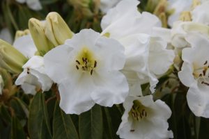 R. 'Snow Crown' (R.lindleyi x R. 'Victorianum') Hybridised by Dr Susan Davies