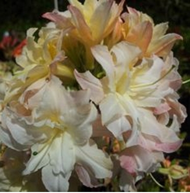Azalea Soft Lights