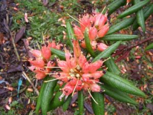 R. spinuliferum