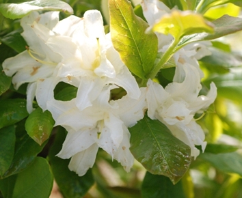 Azalea Taunton Lace