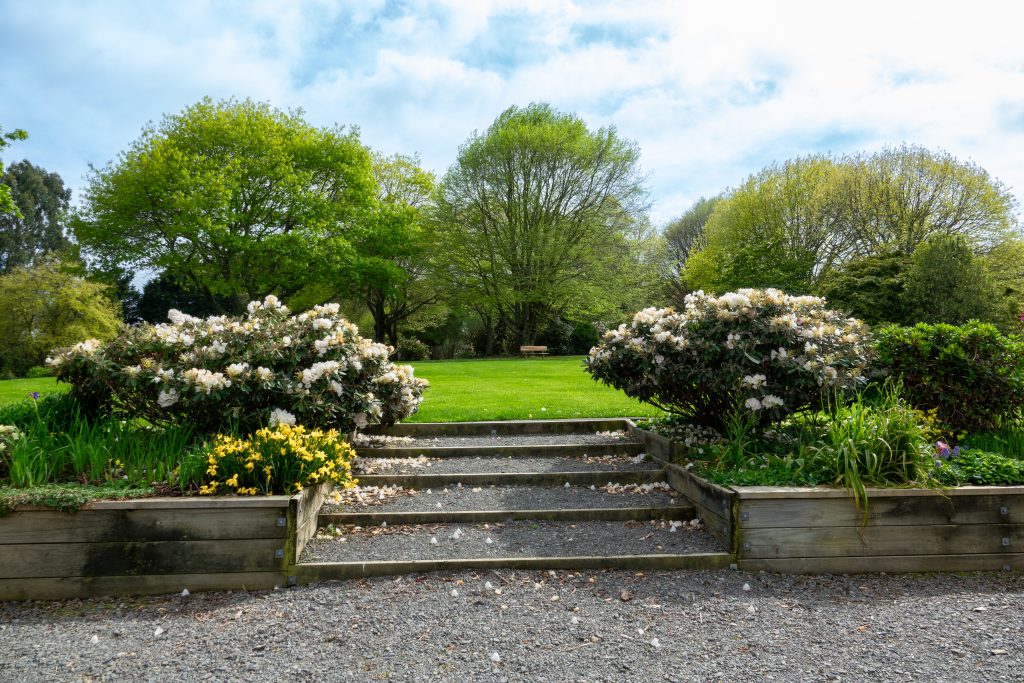 The Front Lawn in Late Spring