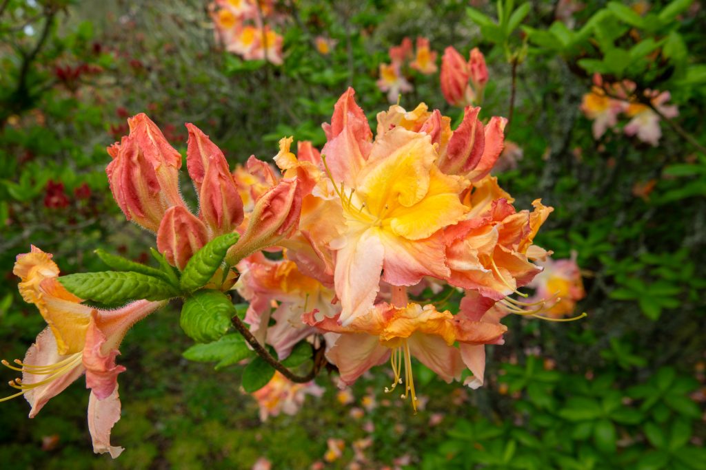 Azalea Flowers