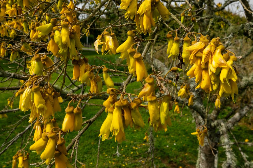 Kowhai Flowers