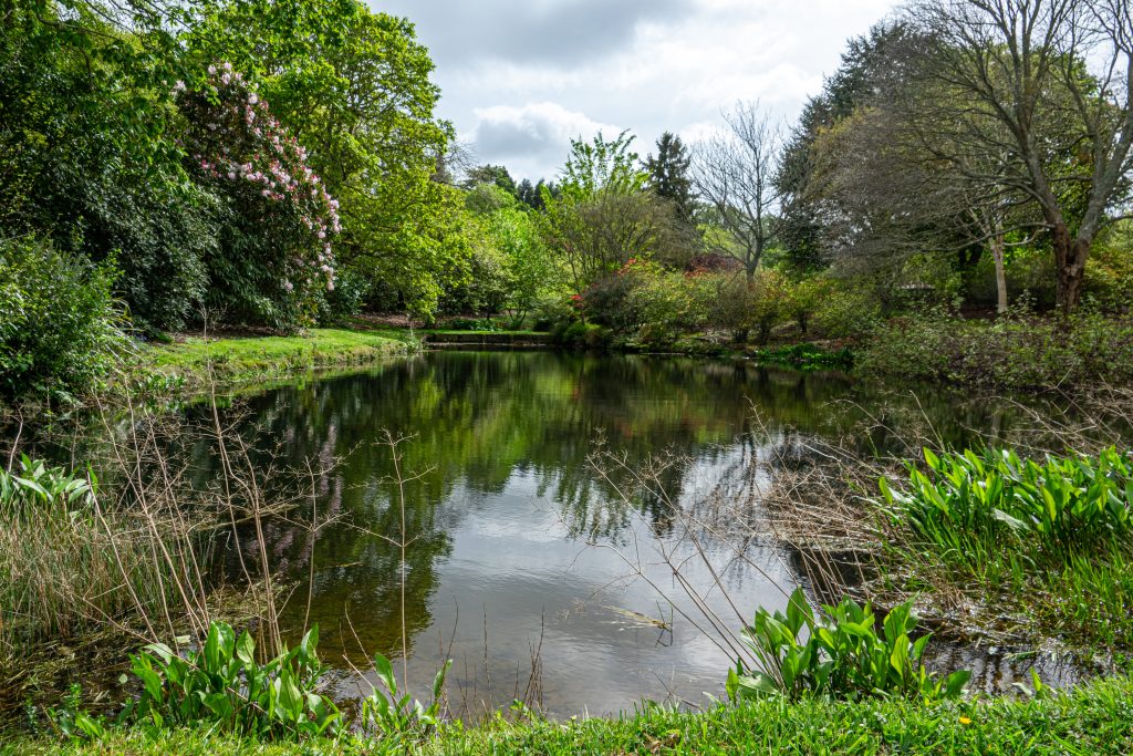 Lower Pond in Summer